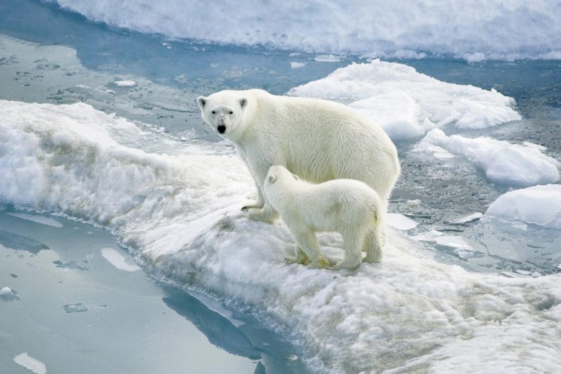 How Global Warming Affects Animals