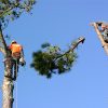 Right and Wrong Ways To Trim Trees