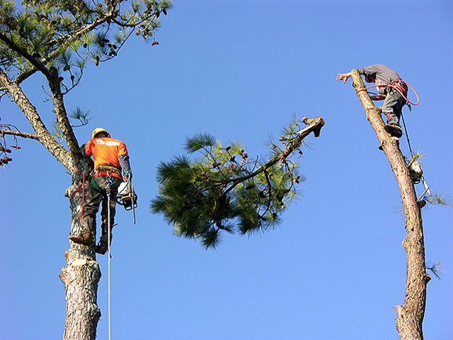 Right and Wrong Ways To Trim Trees