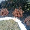 Save Dying Yard Shrubs and Plants