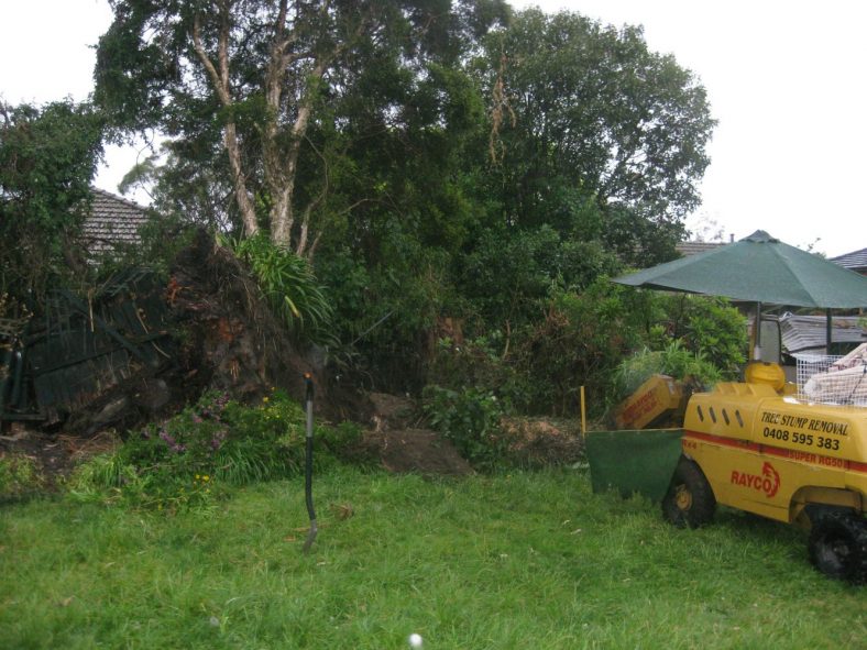 Necessity Of Stump Removal To Have Natural Garden In Your Home