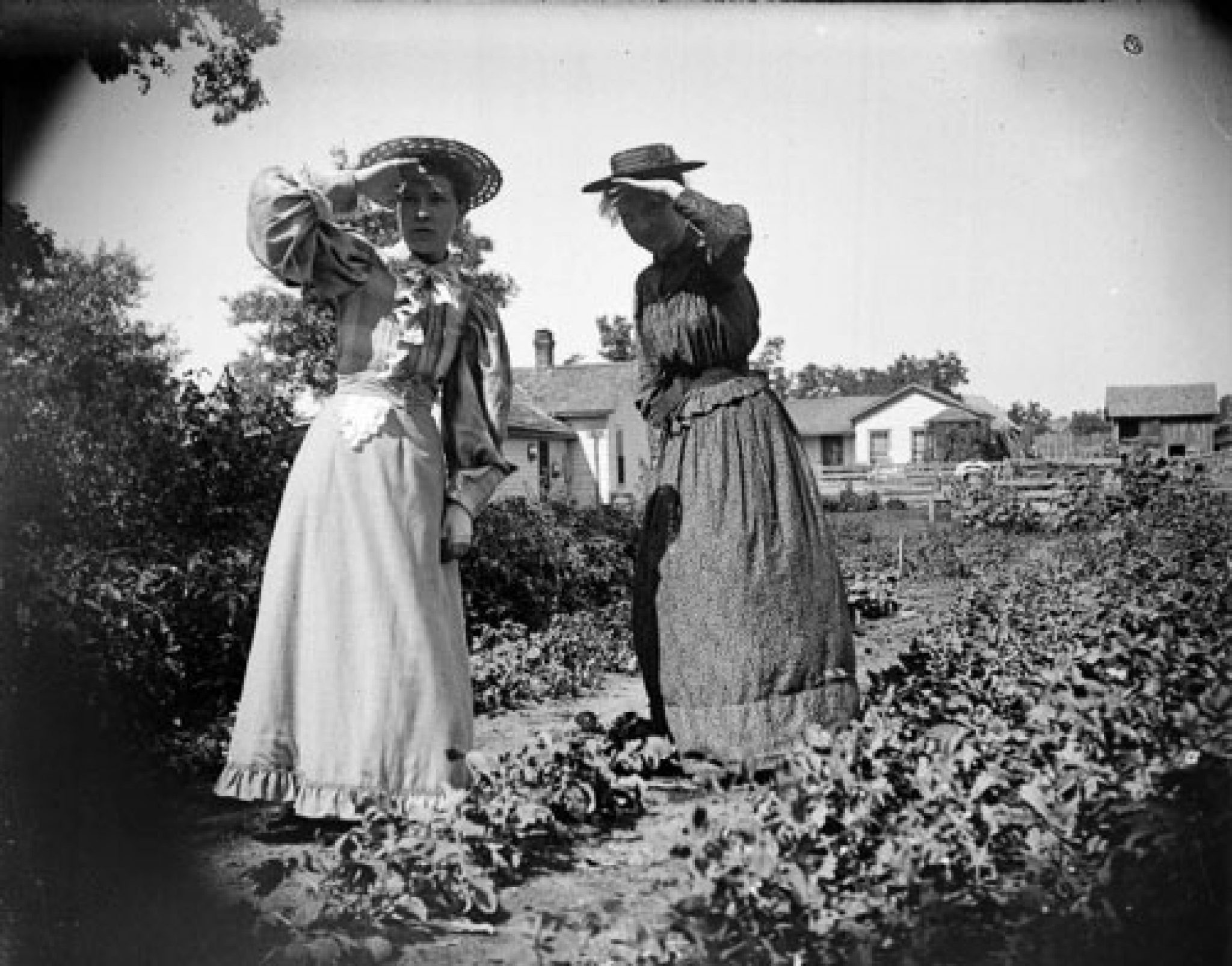 The Wife And The Black Gardeners 3