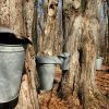 Tapping Trees For Maple Syrup Sap