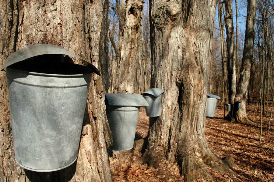 Tapping Trees For Maple Syrup Sap