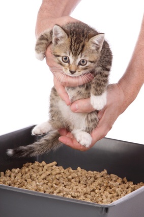 Health Risks of Toxoplasmosis and How to Prevent Them?