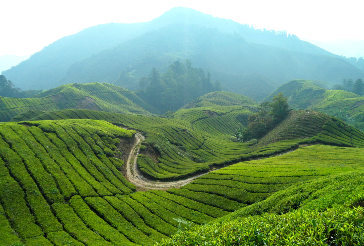Things To Do & Experience In Malaysia