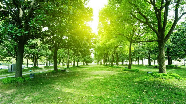 Get Your Expert Tree Service Right Away!