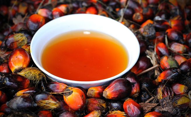 What Are The Health Benefits Of Red Palm Oil from Palm Fruit