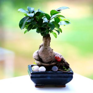 household plants