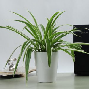 household plants