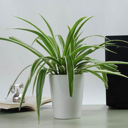 How To Clean Up The Indoor Air With Household Plants?