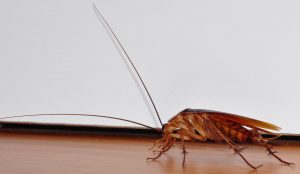 Is It Fight Or Flight Against Cockroaches In The Home