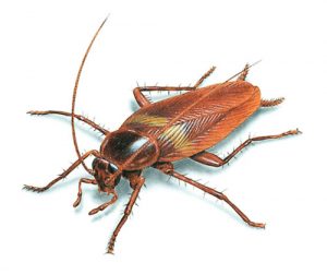 Are Cockroaches Running Amok In Your House