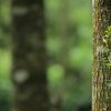 Signs Of Age and Disease In Trees You Should Watch Out For