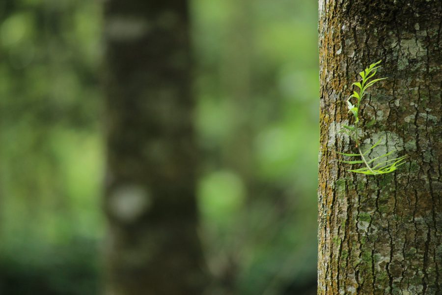 Signs Of Age and Disease In Trees You Should Watch Out For