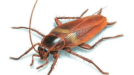 Are Cockroaches Running Amok In Your House?