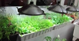 Top 10 Best Hydroponic Grow Lights