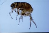 Tips for Dealing with Flea Problems