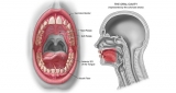 Everything You Should Know About Oral Cancer
