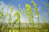 The 5 Top Advantages Of Biomass Energy